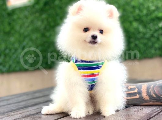 Irk Ve Sağlik Garanti̇li̇ - Teddy Bear En Mi̇ni̇k Boy -Aron Petshop Guvencesi Ile Sizlerle görsel