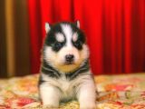 A KALİTE HUSKY YAVRULARI