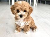 MALTİPO CİNSİ 