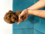 TOY PODDLE ERKEK VE DİŞİ YAVRULAR