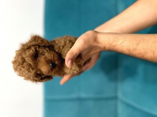 Toy Poddle Erkek Ve Di̇şi̇ Yavrular