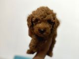 Toy Poddle Erkek Ve Di̇şi̇ Yavrular