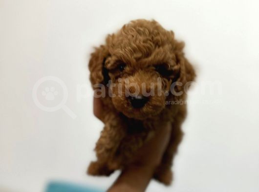 Toy Poddle Erkek Ve Di̇şi̇ Yavrular görsel