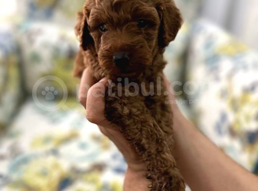 Toy Poddle Erkek Ve Di̇şi̇ Yavrular görsel