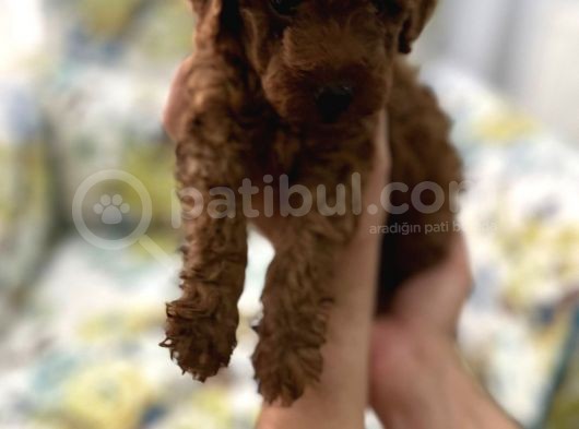 Toy Poddle Erkek Ve Di̇şi̇ Yavrular görsel