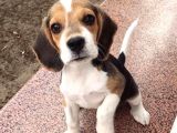 Beagle Elizabeth threecolor orjinal safkan gerçek Garantili
