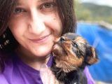 Yorkshire Terrier Yavrular ruhsatlı üreticiden