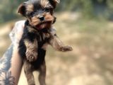 Yorkshire Terrier Yavrular Ruhsatlı Üreticiden