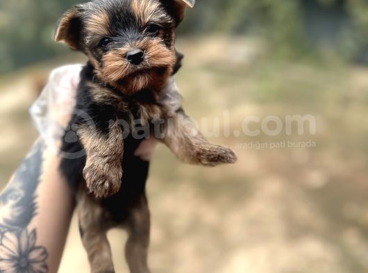 Yorkshire Terrier Yavrular Ruhsatlı Üreticiden görsel