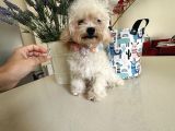Orjinal Maltipoo Yavruları 1500-2000 Gr Yetişkin Ağırlıkları