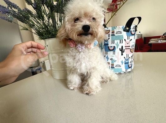 Orjinal Maltipoo Yavruları 1500-2000 Gr Yetişkin Ağırlıkları görsel