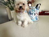 Orjinal Maltipoo Yavruları 1500-2000 Gr Yetişkin Ağırlıkları