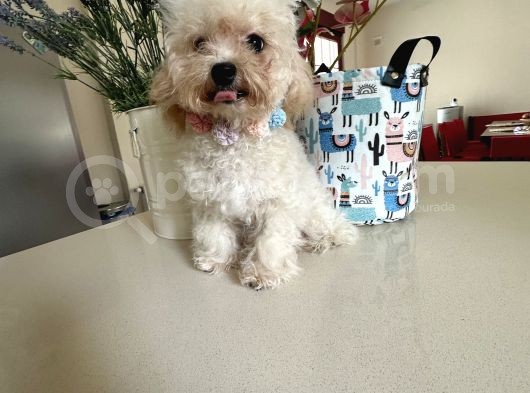 Orjinal Maltipoo Yavruları 1500-2000 Gr Yetişkin Ağırlıkları görsel