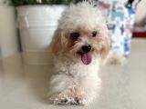 Orjinal Maltipoo Yavruları 1500-2000 Gr Yetişkin Ağırlıkları