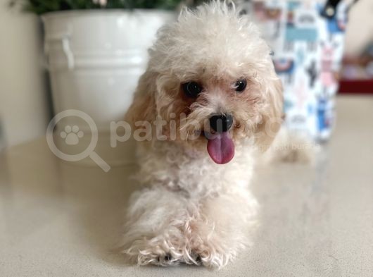Orjinal Maltipoo Yavruları 1500-2000 Gr Yetişkin Ağırlıkları görsel