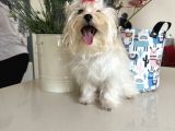 Orjinal Maltipoo Yavruları 1500-2000 gr yetişkin ağırlıkları