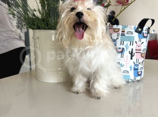 Orjinal Maltipoo Yavruları 1500-2000 Gr Yetişkin Ağırlıkları