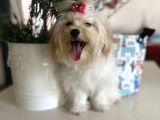 Orjinal Maltipoo Yavruları 1500-2000 Gr Yetişkin Ağırlıkları