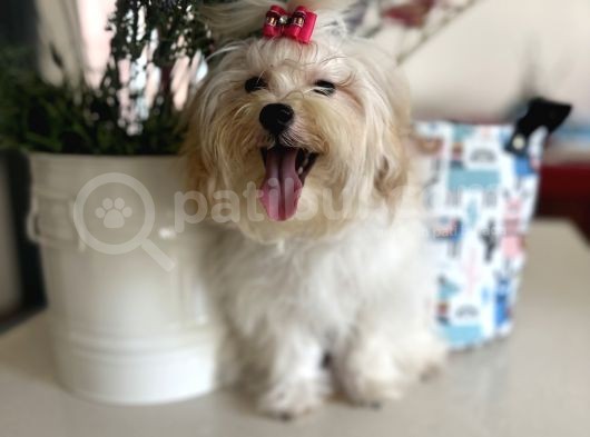 Orjinal Maltipoo Yavruları 1500-2000 Gr Yetişkin Ağırlıkları görsel