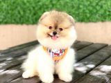 Irk Ve Sağlik Garanti̇li̇ - Teddy Bear En Mi̇ni̇k Boy -Aron Petshop Guvencesi Ile Sizlerle