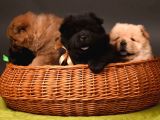 Chow Chow Çin Aslanı Yavrularımız
