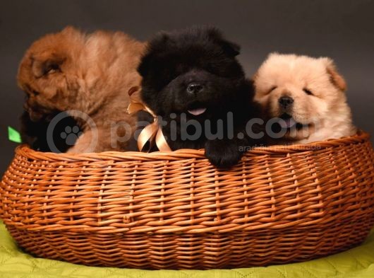 Chow Chow Çin Aslanı Yavrularımız