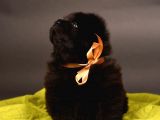 Chow Chow Çin Aslanı Yavrularımız