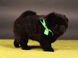Chow Chow Çin Aslanı Yavrularımız
