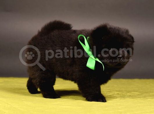 Chow Chow Çin Aslanı Yavrularımız görsel