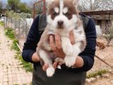 HER RENK SİBİRYA KURDU HUSKY YAVRULARIMIZ