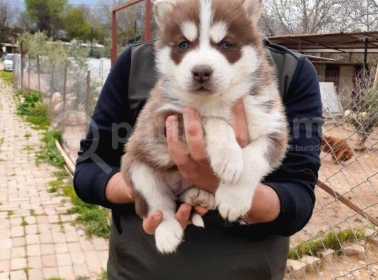 Her Renk Si̇bi̇rya Kurdu Husky Yavrularimiz