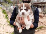 Her Renk Si̇bi̇rya Kurdu Husky Yavrularimiz