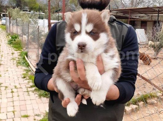 Her Renk Si̇bi̇rya Kurdu Husky Yavrularimiz görsel