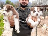 Her Renk Si̇bi̇rya Kurdu Husky Yavrularimiz