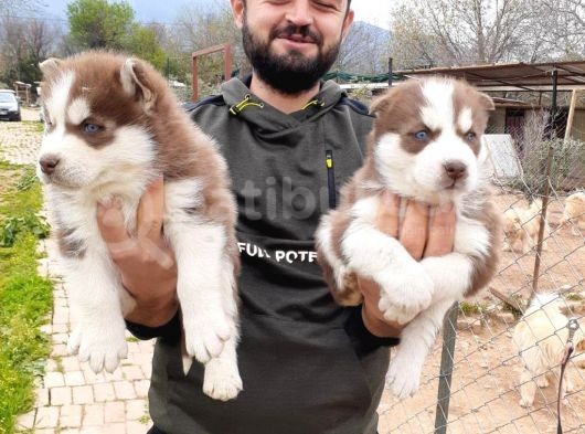 Her Renk Si̇bi̇rya Kurdu Husky Yavrularimiz görsel