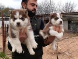 Her Renk Si̇bi̇rya Kurdu Husky Yavrularimiz