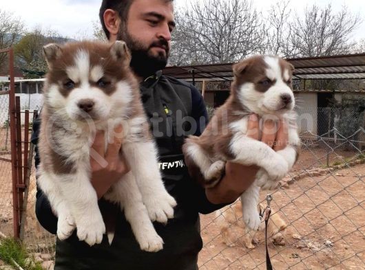 Her Renk Si̇bi̇rya Kurdu Husky Yavrularimiz görsel
