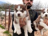 Her Renk Si̇bi̇rya Kurdu Husky Yavrularimiz