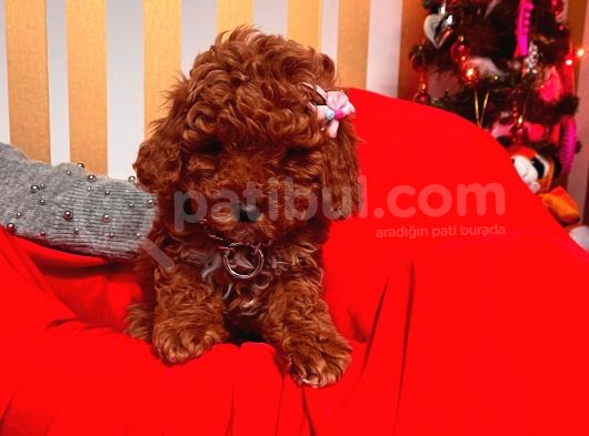 Safkan Toy Poodle Yavrular
