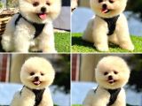 ÖZEL POMERANİAN BOO BEBEKLERİMİZ