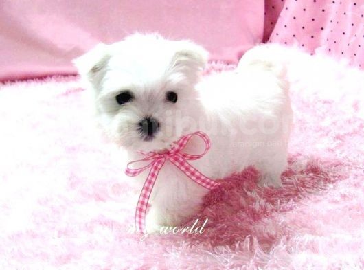 Maltesse Terri̇er  
