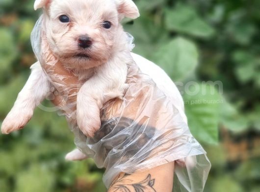 Teacup Maltese Bebekler Ruhsatlı Çiftlikten görsel