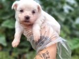 Teacup Maltese Bebekler Ruhsatlı Çiftlikten