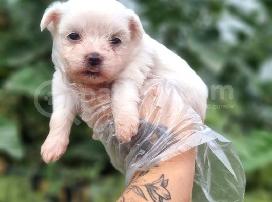 Teacup Maltese Bebekler Ruhsatlı Çiftlikten görsel