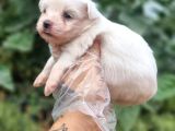 Teacup Maltese Bebekler Ruhsatlı Çiftlikten