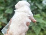Teacup Maltese Bebekler Ruhsatlı Çiftlikten