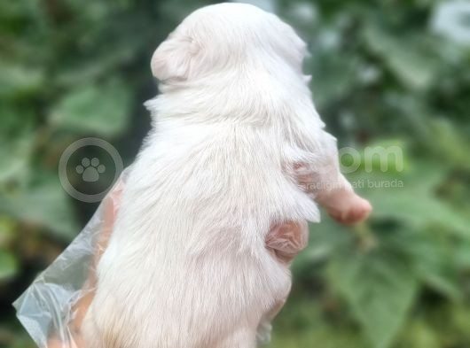 Teacup Maltese Bebekler Ruhsatlı Çiftlikten görsel