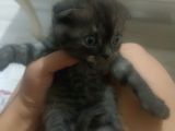 1 aylık blue point alacalı