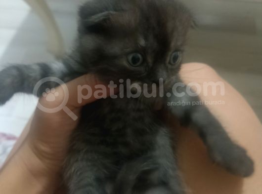 1 Aylık Blue Point Alacalı