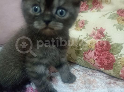 1 Aylık Blue Point Alacalı görsel